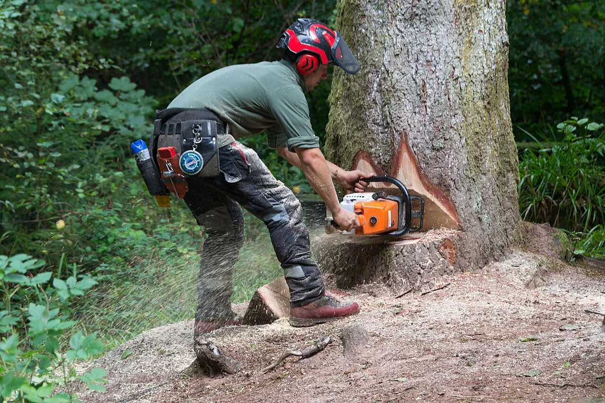 Abattage et billonnage d'un arbre au sol