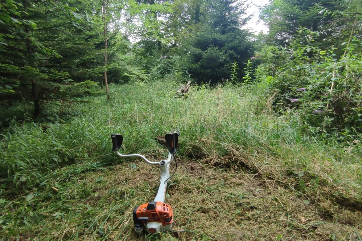 Débroussaillage d'une zone envahie