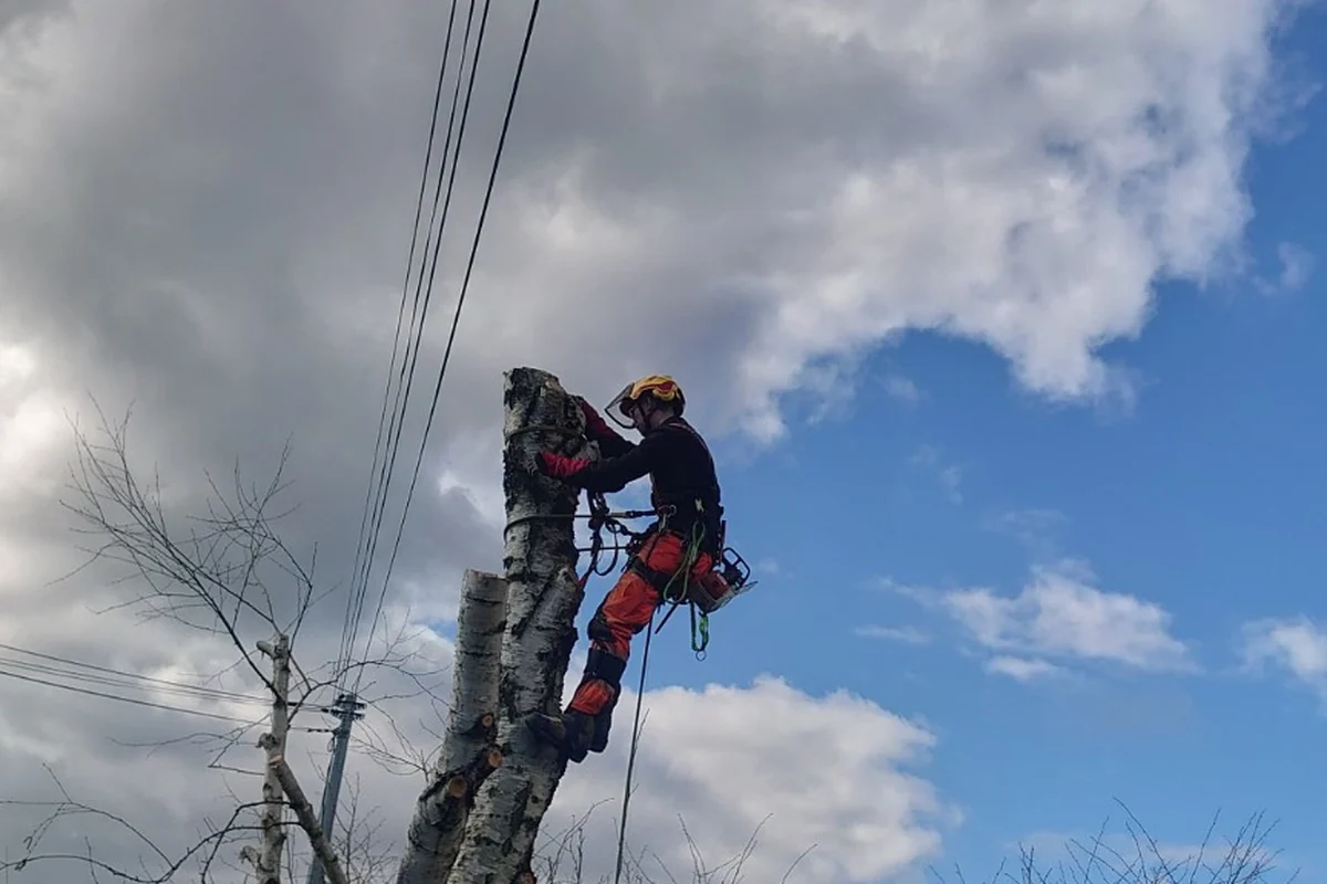 Démontage d'arbre en environnement contraint